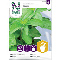 Stevia Nelson Garden, siemenet