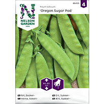 Sokeriherne Nelson Garden Oregon Sugar Pod, siemenet