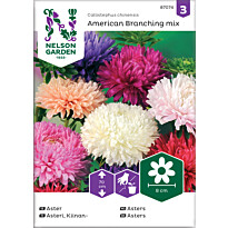 Kiinanasteri Nelson Garden American Branching, siemenet