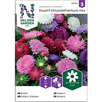 Kiinanasteri Nelson Garden Dwarf chrysanthemum, seos, siemenet