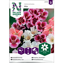 Iso-Silkkikukka Nelson Garden, väriseos, siemenet