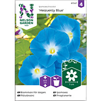 Päivänsini Nelson Garden Heavenly Blue, siemenet