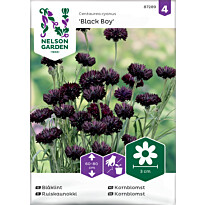 Ruiskaunokki Nelson Garden Black Boy, siemenet