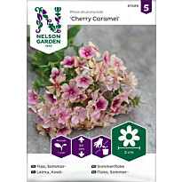 Kesäleimu Nelson Garden, Cherry Caramel, siemenet
