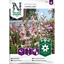 Leijonankita Nelson Garden Lucky Lips, siemenet