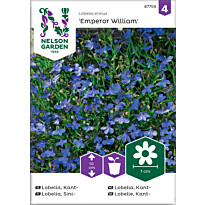 Sinilobelia Nelson Garden Emperor William, siemenet