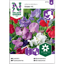 Tuoksuherne Nelson Garden Knee-Hi, seos, siemenet