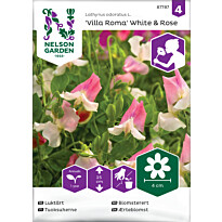 Tuoksuherne Nelson Garden Villa Roma  White &amp; Rose, siemenet