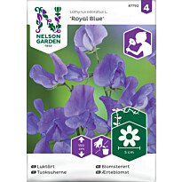 Tuoksuherne Nelson Garden Royal Blue, siemenet