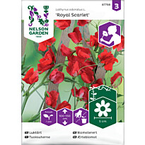 Tuoksuherne Nelson Garden Royal Scarlet, siemenet