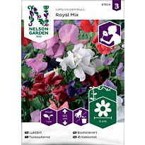 Tuoksuherne Nelson Garden Royal Mix, siemenet