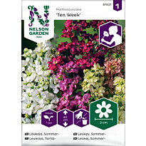 Tarhaleukoija Nelson Garden Ten Week, siemenet