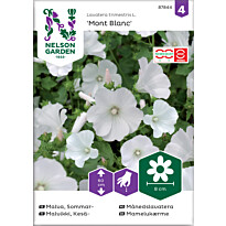Kesämalvikki Nelson Garden Mont Blanc, siemenet