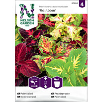 Isokirjopeippi Nelson Garden Rainbow, seos, siemenet