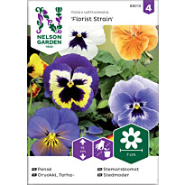 Tarhaorvokki Nelson Garden, Florist Strain, jättiläinen, siemenet