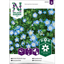 Sinisievikki Nelson Garden, siemenet