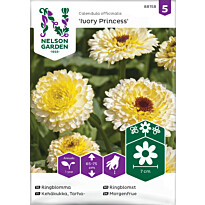 Tarhakehäkukka Nelson Garden Ivory  Princess, siemenet