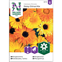 Tarhakehäkukka Nelson Garden Daisy Citrus Mix, siemenet