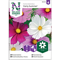 Punakosmoskukka Nelson Garden Early Summer, siemenet