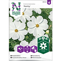 Punakosmoskukka Nelson Garden Purity, siemenet