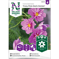 Punakosmoskukka Nelson Garden Fizzy Pink Dark Cent, siemenet