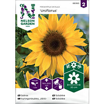 Jättiauringonkukka Nelson Garden Uniflorus, siemenet