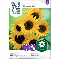 Isoauringonkukka Nelson Garden Moonwalker, siemenet