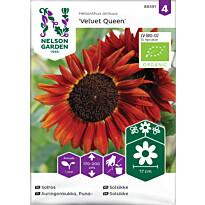 Auringonkukka Nelson Garden Velvet Queen Organic, siemenet