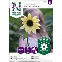 Auringonkukka Nelson Garden Buttercream F1, siemenet