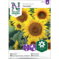Kääpiöauringonkukka Nelson Garden Sunspot, siemenet