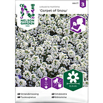 Tuoksupielus Nelson Garden Carpet of Snow, siemenet