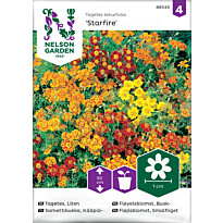 Kääpiösamettikukka Nelson Garden Starfire mixed, siemenet