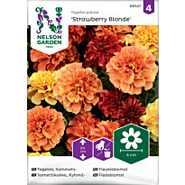 Ryhmäsamettikukka Nelson Garden Strawberry Blonde, siemenet