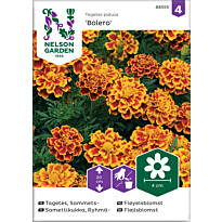 Ryhmäsamettikukka Nelson Garden Bolero, siemenet