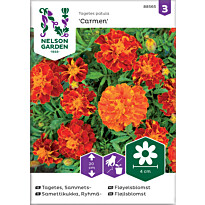 Ryhmäsamettikukka Nelson Garden Carmen, siemenet