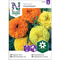 Isosamettikukka Nelson Garden Crackerjack, siemenet