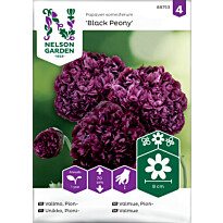 Pioniunikko Nelson Garden Black Peony, siemenet