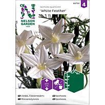 Miinanköynnös Nelson Garden White Feather, siemenet
