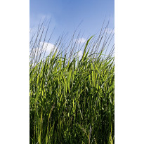 Kuvatapetti Smart Art Easy 47272, 1.59x2.70m, non-woven