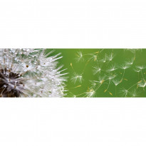 Välitilatarra Dimex Dandelion, 180-350x60cm