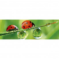 Välitilatarra Dimex Ladybird, 180-350x60cm