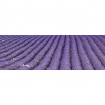 Välitilatarra Dimex Lavender Field, 180-350x60cm
