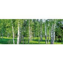 Maisematapetti Dimex Birch Grow, 375x150cm