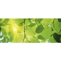 Kuvatapetti Dimex Green Leaves, 375x150cm, vihreä, kasvikuosi