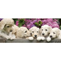 Kuvatapetti Dimex Labradour Puppies, 375x150cm, monivärinen