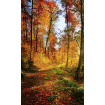 Maisematapetti Dimex Forest Walk, 150x250cm