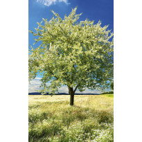 Maisematapetti Dimex Blossom Tree, 150x250cm