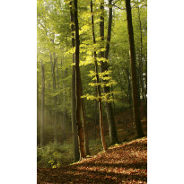 Maisematapetti Dimex Forest, 150x250cm