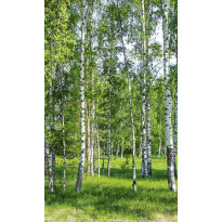 Maisematapetti Dimex Birch Grow, 150x250cm