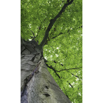 Kuvatapetti Dimex Treetop, 150x250cm, vihreä, kasvikuosi
